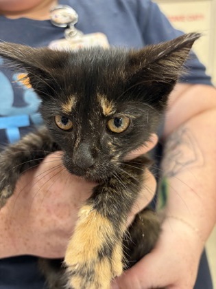 Shelter Stray Female Cat last seen 246th and Henry Gunn Rd, Hamilton County, IN, 10501 Hague Rd, Fishers, IN 46038, USA
