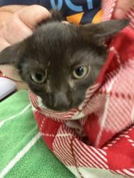 Shelter Stray Male Cat last seen W Main St and N Guilford Dr, Carmel City, IN, 10501 Hague Rd, Fishers, IN 46038, USA