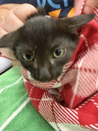 Shelter Stray Male Cat last seen W Main St and N Guilford Dr, Carmel City, IN, 10501 Hague Rd, Fishers, IN 46038, USA