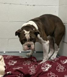 Shelter Stray Female Dog last seen , Gulfport, MS, 2615 25th Ave, Gulfport, MS 39501, USA