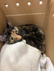 Shelter Stray Female Cat last seen 9th and Seneca, Seattle, WA, 2061 15th Ave W, Seattle, WA 98119, USA