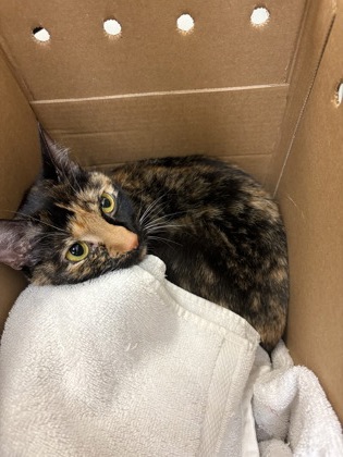 Shelter Stray Female Cat last seen 9th and Seneca, Seattle, WA, 2061 15th Ave W, Seattle, WA 98119, USA