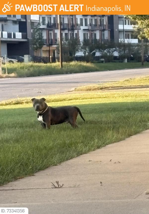 Found/Stray Male Dog last seen At the corner of 30th and Andrew J Brown and then ran to the lawn of the Fire Station, Indianapolis, IN 46205