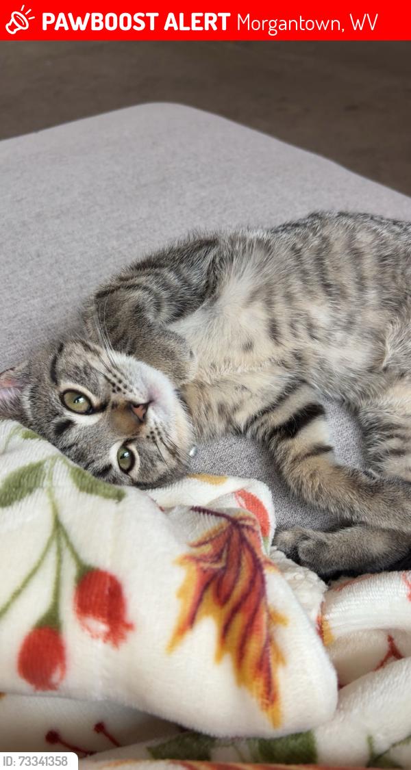 Lost Female Cat last seen Canvas Townhomes, Morgantown, WV 26508