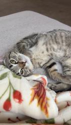 Lost Female Cat last seen Canvas Townhomes, Morgantown, WV 26508