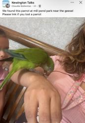 Found/Stray Unknown Bird last seen Millpond Park, Newington, CT 06111