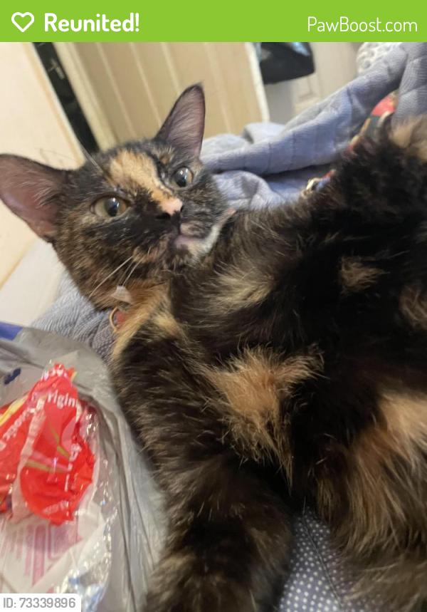 Reunited Female Cat last seen Near Brookevale ct Alpharetta ga30004, Alpharetta, GA 30004