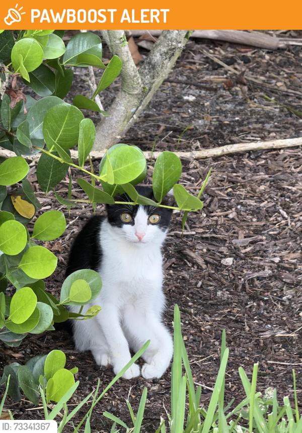 Found/Stray Female Cat last seen Behind PetSmart, Palm Beach County, FL 33472