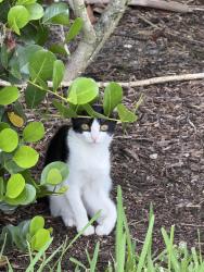 Found/Stray Female Cat last seen Behind PetSmart, Palm Beach County, FL 33472