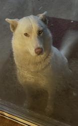 Reunited Female Dog last seen Krameria Ave, Moreno Valley, CA 92551