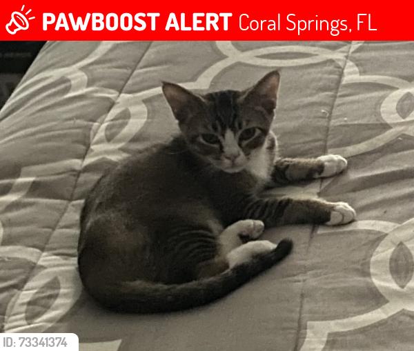 Lost Male Cat last seen Nw 40th and north University Drive Coral Springs, Coral Springs, FL 33065