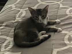 Lost Male Cat last seen Nw 40th and north University Drive Coral Springs, Coral Springs, FL 33065