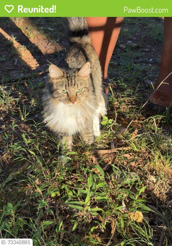 Reunited Unknown Cat last seen Near 2nd St NE, Conover, NC 28613, USA, Conover, NC 28613