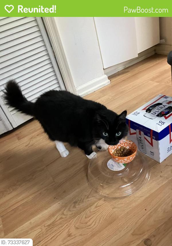 Reunited Male Cat last seen West C road and forest lane, Loxahatchee Groves, FL 33470