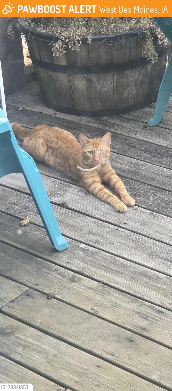 Found/Stray Unknown Cat last seen 50th and Ashwoth, near Crossroads Elementary, West Des Moines, IA 50266