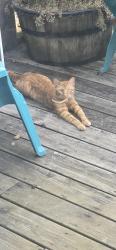 Found/Stray Unknown Cat last seen 50th and Ashwoth, near Crossroads Elementary, West Des Moines, IA 50266