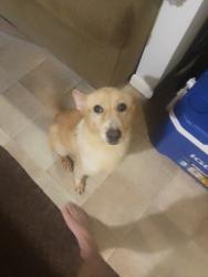 Found/Stray Female Dog last seen Mcahil between Morrison springs and browntown, Chattanooga, TN 37415