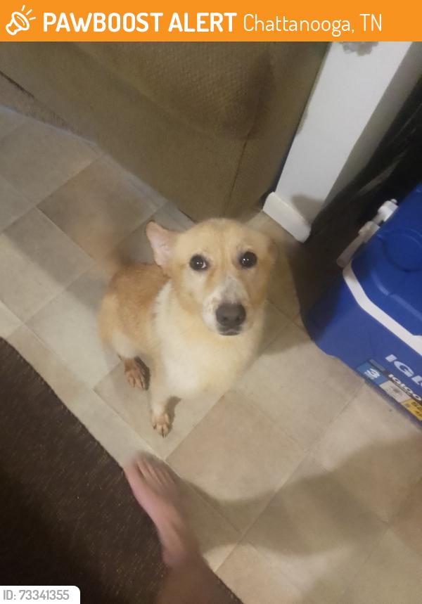 Found/Stray Female Dog last seen Mcahil between Morrison springs and browntown, Chattanooga, TN 37415