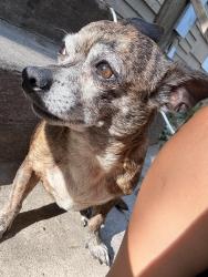 Lost Male Dog last seen Garland ave and walnut st, Garland, TX 75042