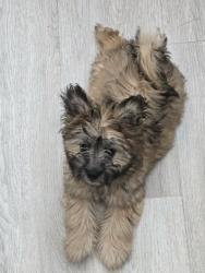 Reunited Male Dog last seen Krameria Ave, Moreno Valley, CA 92551