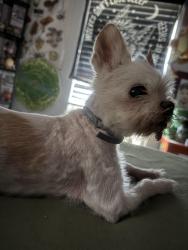 Reunited Male Dog last seen Safflower Street and Abelia, Winchester, CA 92596