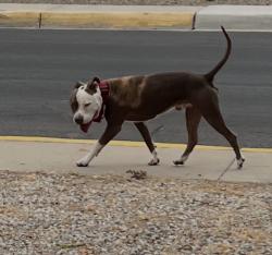 Found/Stray Male Dog last seen Lead and 11th SW, Albuquerque, NM 87102