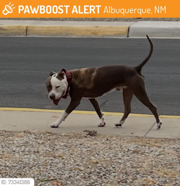 Found/Stray Male Dog last seen Lead and 11th SW, Albuquerque, NM 87102