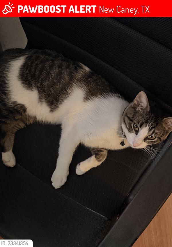 Lost Male Cat last seen 3rd St in New Caney, New Caney, TX 77357