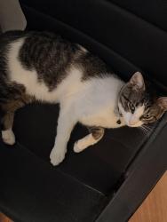 Lost Male Cat last seen 3rd St in New Caney, New Caney, TX 77357