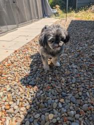 Reunited Male Dog last seen Sterling woods drive, Eugene, OR 97408