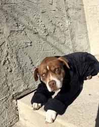Reunited Female Dog last seen Nadeau & Morton, Los Angeles, CA 90001