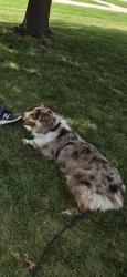 Reunited Male Dog last seen SW Misty Harbor drive 66610, Topeka, KS 66610