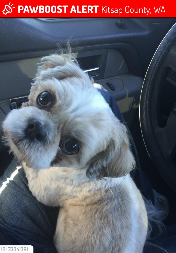Lost Male Dog last seen Minterbrook and Creek View Dr, Kitsap County, WA 98367