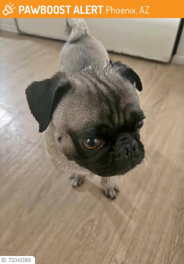 Found/Stray Male Dog last seen 19th Ave and Buckeye Phoenix Az, Phoenix, AZ 85009