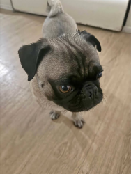 Found/Stray Male Dog last seen 19th Ave and Buckeye Phoenix Az, Phoenix, AZ 85009