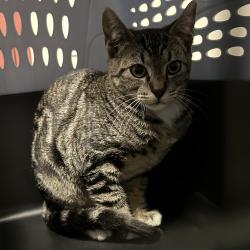 Shelter Stray Unknown Cat last seen Near Hegenberger Road, OAKLAND, CA, 94621, 8323 Baldwin St, Oakland, CA 94621, USA