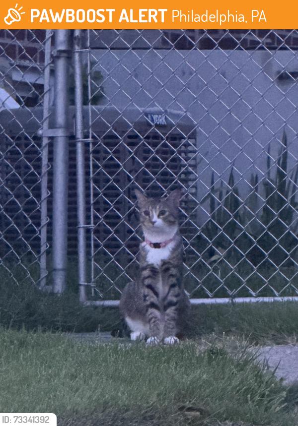 Found/Stray Unknown Cat last seen Northeast high school, Philadelphia, PA 19111