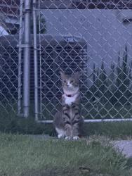 Found/Stray Unknown Cat last seen Northeast high school, Philadelphia, PA 19111