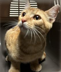 Shelter Stray Unknown Cat last seen Near Hegenberger Road, OAKLAND, CA, 94621, 8323 Baldwin St, Oakland, CA 94621, USA