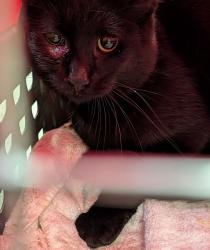 Shelter Stray Male Cat last seen SE 72nd /SE Cooper, OR, 1700 W Historic Columbia River Hwy, Troutdale, OR 97060, USA