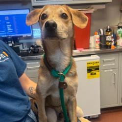 Shelter Stray Male Dog last seen Near Baldwin Street, OAKLAND, CA, 94621, 8323 Baldwin St, Oakland, CA 94621, USA