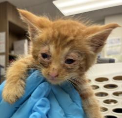 Shelter Stray Male Cat last seen SW 66th / Canyon, OR, 1700 W Historic Columbia River Hwy, Troutdale, OR 97060, USA