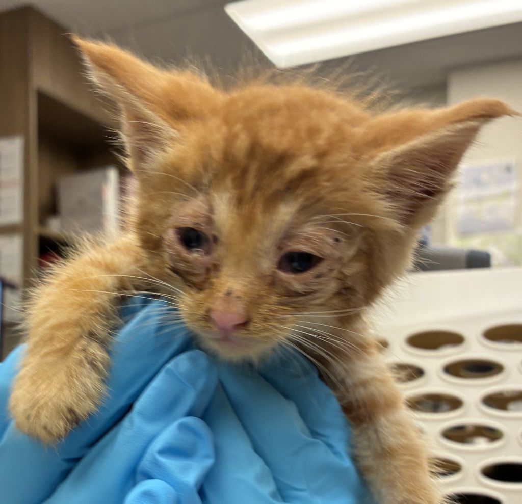 Shelter Stray Male Cat last seen SW 66th / Canyon, OR, 1700 W Historic Columbia River Hwy, Troutdale, OR 97060, USA