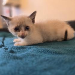 Shelter Stray Female Cat last seen Near Jensen Street, LIVERMORE, CA, 94550, 8323 Baldwin St, Oakland, CA 94621, USA