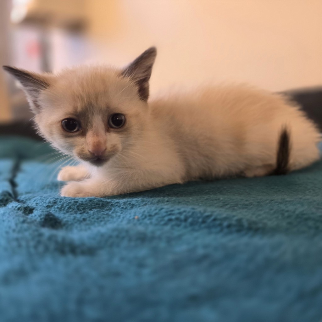 Shelter Stray Female Cat last seen Near Jensen Street, LIVERMORE, CA, 94550, 8323 Baldwin St, Oakland, CA 94621, USA