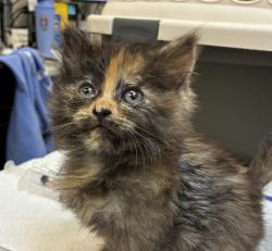 Shelter Stray Female Cat last seen SW 66th / Canyon, OR, 1700 W Historic Columbia River Hwy, Troutdale, OR 97060, USA