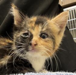 Shelter Stray Female Cat last seen SW 66th / Canyon, OR, 1700 W Historic Columbia River Hwy, Troutdale, OR 97060, USA
