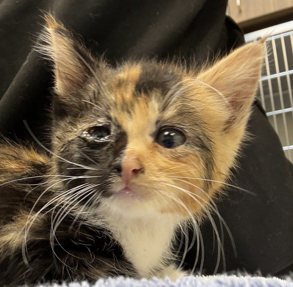 Shelter Stray Female Cat last seen SW 66th / Canyon, OR, 1700 W Historic Columbia River Hwy, Troutdale, OR 97060, USA