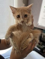 Shelter Stray Male Cat last seen Near S Cheyenne Street, SALT LAKE CITY, UT, 84104, 511 W 3900 S, Salt Lake City, UT 84123, USA