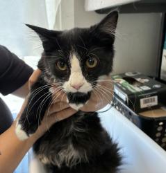 Shelter Stray Male Cat last seen Near S Cheyenne Street, SALT LAKE CITY, UT, 84104, 511 W 3900 S, Salt Lake City, UT 84123, USA